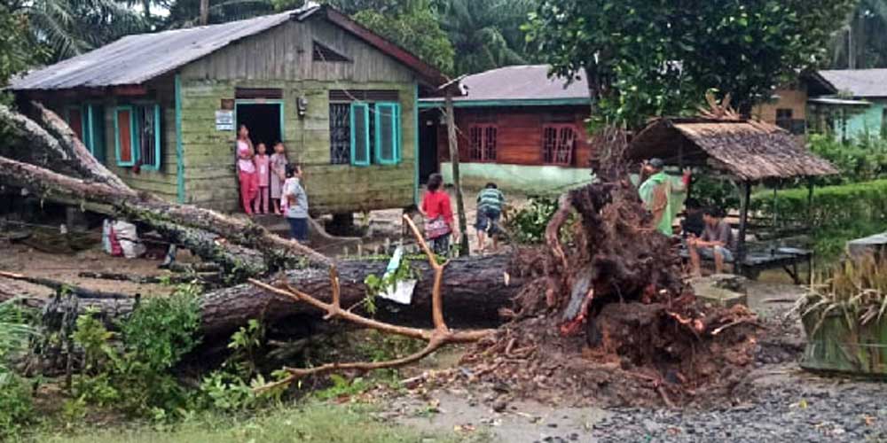 TUMBANG: Pohon di depan rumah warga tumbang disapu angin kencang disertai hujan es yang melanda Kecamatan Besitang, Kabupaten Langkat, MInggu (20/3).