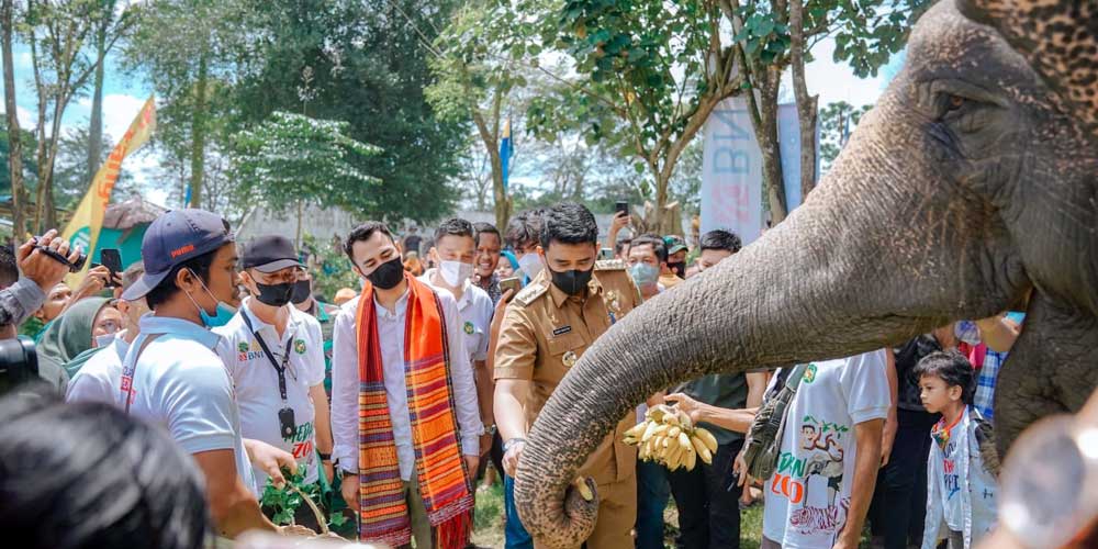 BERI MAKAN: Wali Kota Medan Bobby Nasution memberi makan gajah didampingi artis Raffi Ahmad yang mengenakan ulos, bersama lainnya di Medan Zoo (kebun Binatang) di Jalan Bunga Rampai IV Medan Tuntungan.