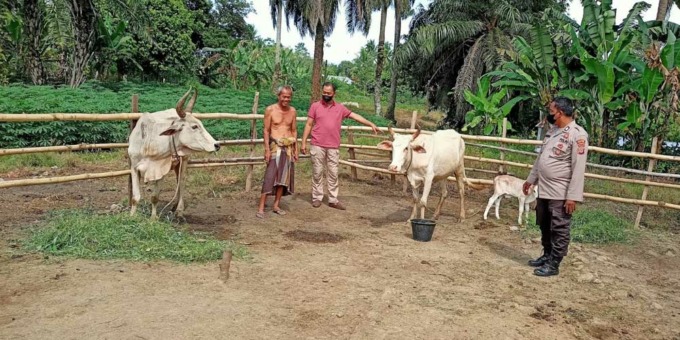 Lihat: Jajaran Polsek Dolok Merawan dan Balai Veteriner Medan (Balai Uji Laboratorium Kementrian Pertanian Medan) melihat kondisi ternak sapi warga.