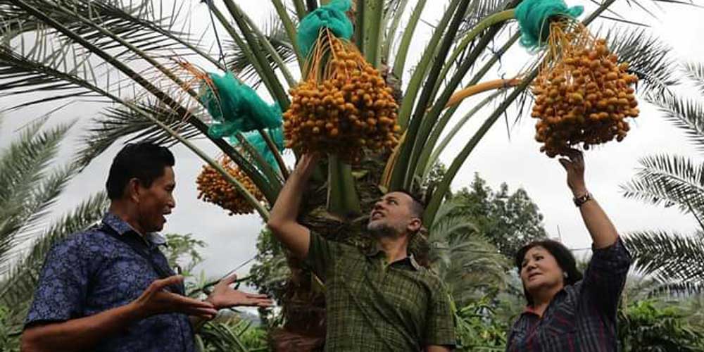 KEBUN KURMA: Wagub Sumut Musa Rajekshah mengunjungi kebun kurma dan bertemu langsung dengan pemilik kebun, Bena Ukur Tarigan di Kutambaru, Kecamatan Tiganderket, Kabupaten Karo.      (ist) Gubsu Edy Rahyamadi saat melantik pejabat pejabat administrator da
