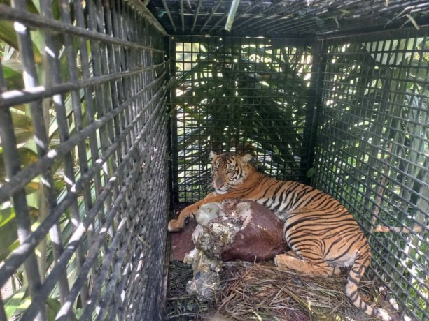 Istimewa/Sumut Pos Harimau Sumatera masuk dalam kandang jebak
