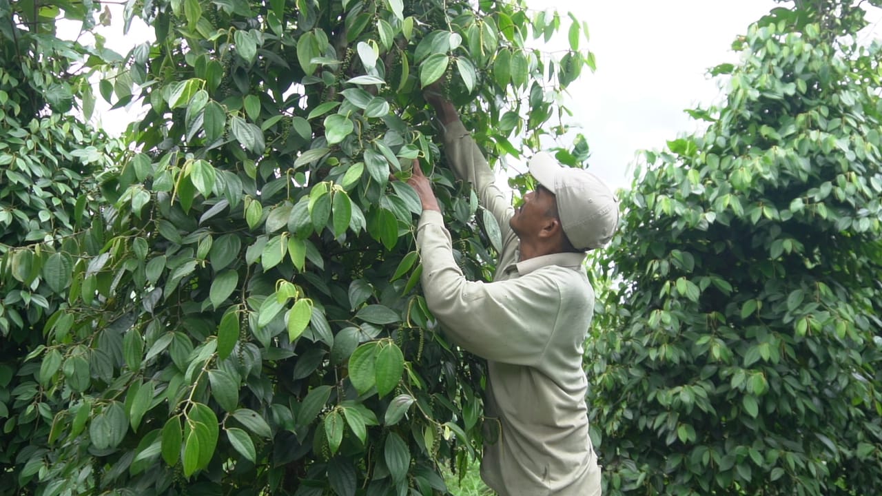 Lada Sambas, Penyedap Rasa Pembangkit Asa Warga Desa.(ist/SUMUT POS)
