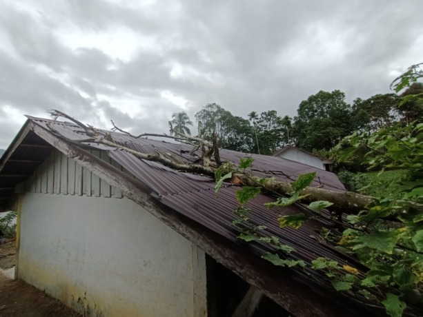 TERTIMPA POHON: Atap ruang kelas 3 SD 030403 Pandingan, Kecamatan Lae Parira, Kabupaten Dairi, rusak ditimpa pohon tumbang.