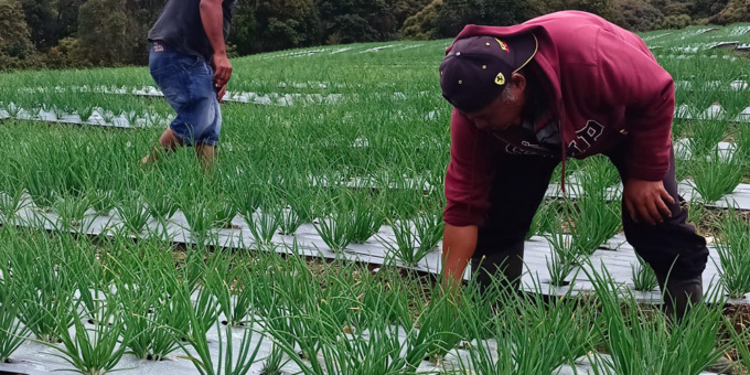 PANEN: Ketua Kelompok Tani Ria Raja, Amintas Lumbangaol, bersama Rein Siregar, saat panen di lokasi Program Food Estate, Desa Riaria, Kecamatan Pollung, Kabupaten Humbahas.