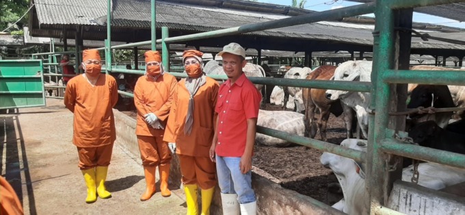 PENGAWASAN: Karantina Pertanian Belawan saat melakukan pengawasan ke kandang sapi milik PT. Lembu Andalas Langkat - ihsan Syahreza/sumutpos.