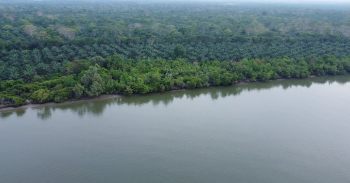 BERALIH FUNGSI: Kawasan hutan mangrove di Desa Kwala Gebang, Kecamatan Gebang, Kabupaten Langkat, beralih fungsi jadi kebun sawit dan tambak.