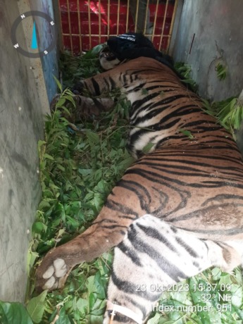 DIEVAKUASI: Seekor harimau setelah dievakuasi dari jeratan yang dibuat warga, dengan cara ditembak bius.