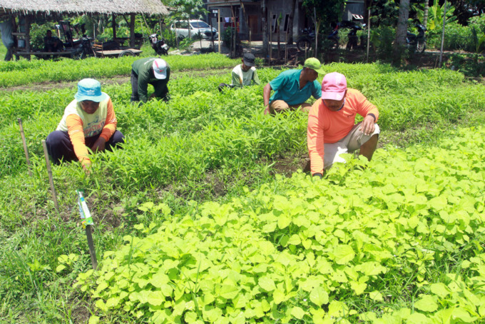 PANEN SAYUR: Kelompok Tani Sehat saat memanen sayuran organik di lahan Kebun Sehat binaan AQUA di Jalan Raya Binjai-Namu Ukur, Desa Pasar VI Kwala Mencirim, Sei Bingai, Kabupten Langkat.  triadi Wibowo/sumutpos.