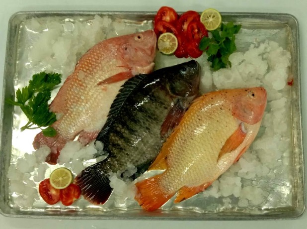 SEGAR: Ikan Tilapia sejenis Ikan Nila yang masih segar sebelum diolah.( fad  )