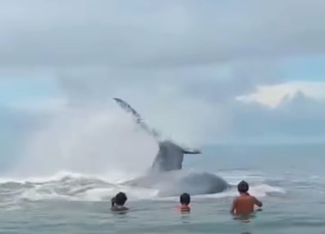 TERDAMPAR: Ikan paus terdampar dan mati di Pantai Sindeas, Kecamatan Manduamas, Kabupaten Tapteng.(ist/SUMUT POS)