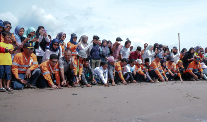 Bersama masyarakat dan pecinta lingkungan, PT Agincourt Resources melepas tukik di Pantai Barat Muara Opu, Kecamatan Batangtoru, Tapanuli Selatan, pada Minggu (7/1/2024). (Dok: PTAR)
