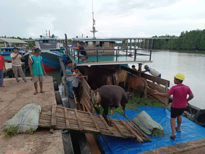 Karena tak memiliki dokumen, 20 sapi asal Jambi dipulangkan dari Tanjungpinang