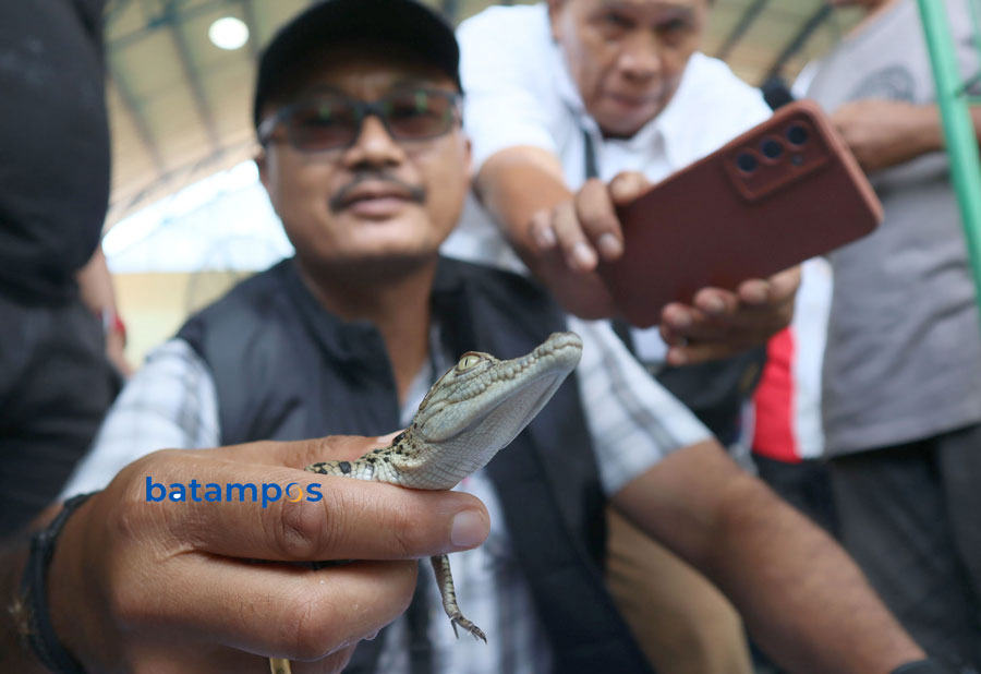Anggota Ditkrimsus Polda Kepri menunjukkan barang bukti anak buaya yang rencananya akan diselundupkan ke Thailand saat ekspos di Mapolda Kepri,  Kamis (31/5).