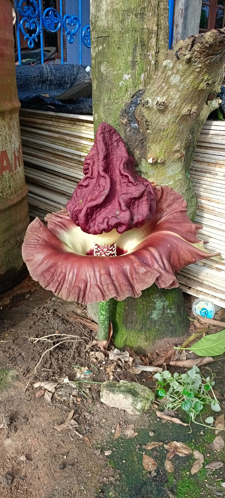 Bunga bangkai atau Suweg (Amorphophallus Paeoniifolius) lagi mekar.
