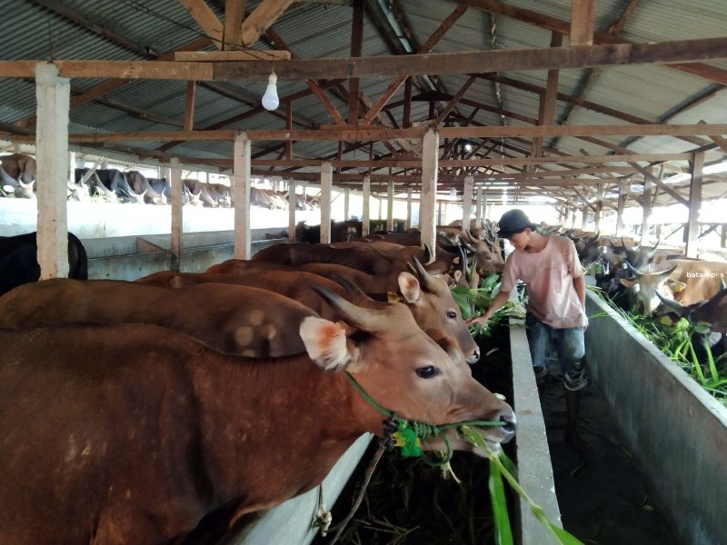 Pekerja memberi makan sapi di Tanjungriau, Sekupang, Senin (6/5). Pesanan hewan kurban sudah meningkat jelang Idul Adha.