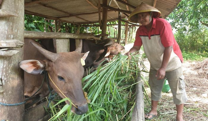 Seorang peternak memberi makan sapi di kandang sapi milik peternak sapi, Jailani di Kampung Sungai Jeram, Desa Lancang Kuning, Kecamatan Bintan Utara pada Kamis (13/6/2024).