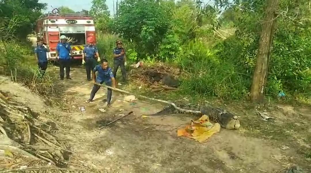 Petugas Damkar Toapaya berusaha menangkap buaya sepanjang 3,5 meter yang tersangkut di alat pancing warga.