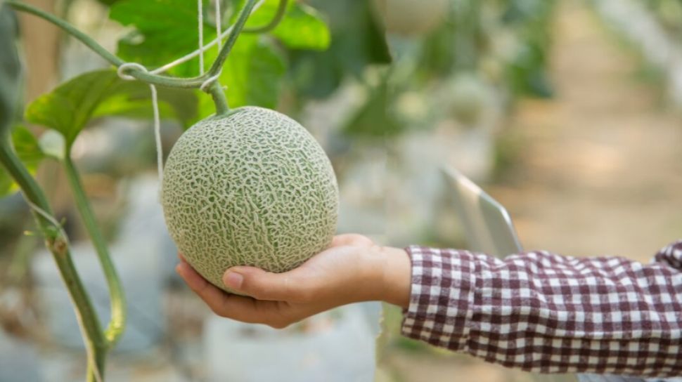Iljustrasi. Buah melon yang akan nutrisi dan vitamin A, ternyata ada tidak dianjurkan makan sebelum tidur.