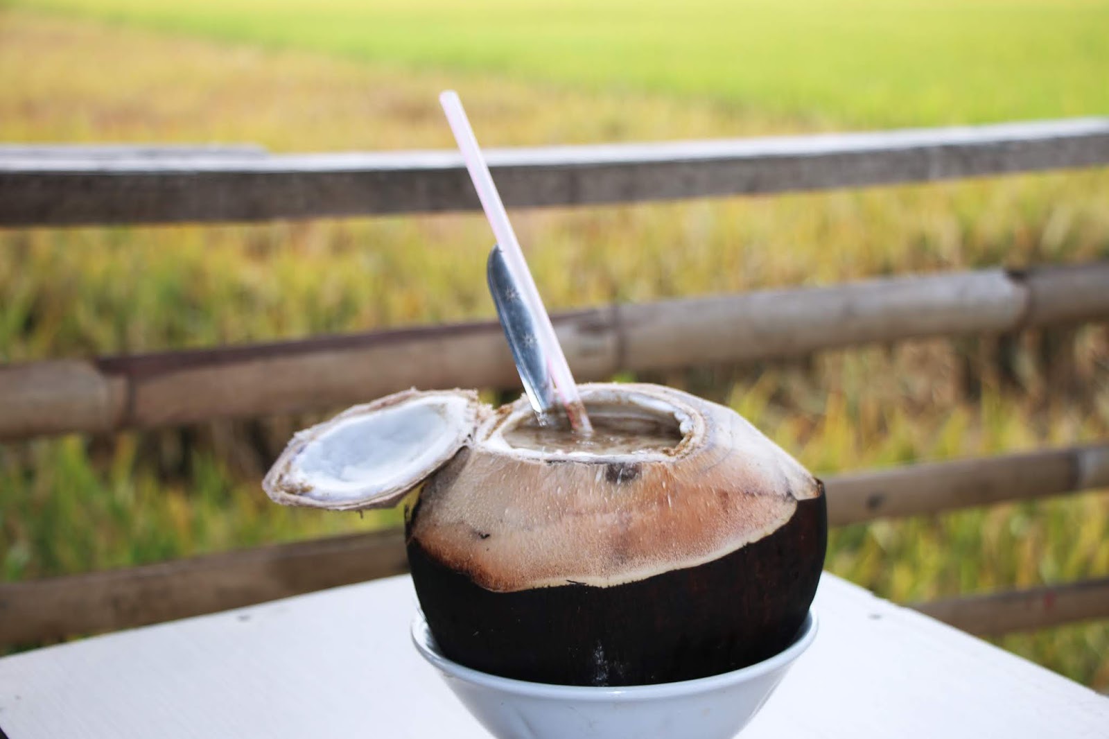 Minum air kelapa bakar diyakini dapat menyehatkan tubuh.