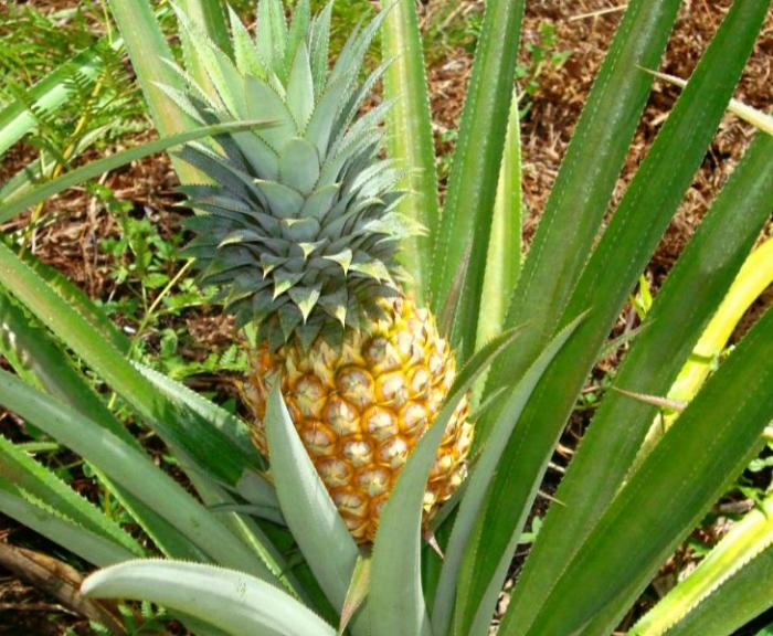 Nanas, buah segar kaya akan vitamin C ini mampu menurunkan risiko penyakit jantung.