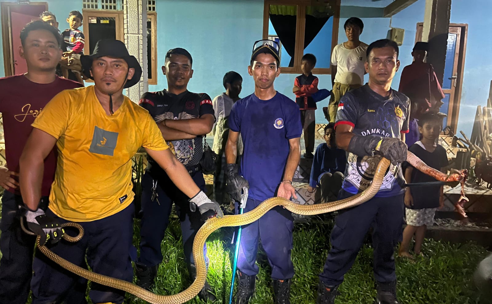 Pemadam kebakaran Bintan Timur berhasil menangkap ular king kobra di rumah warga di Kampung Jawa, Kelurahan Sei Lekop, Kecamatan Bintan Timur, Rabu (30/10/2024).