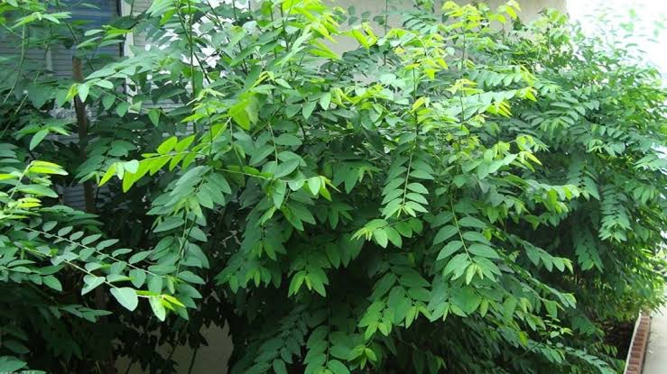 Daun katuk memiliki kemampuan meredakan sejumlah masalah pada kesehatan.