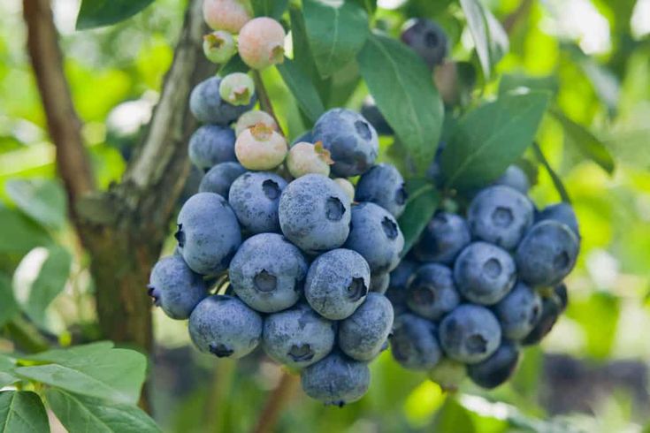 Ilustrasi. Blueberry dikenal sebagai "superfood" karena manfaat kesehatannya dalam mendukung kesehatan jantung, dan otak.