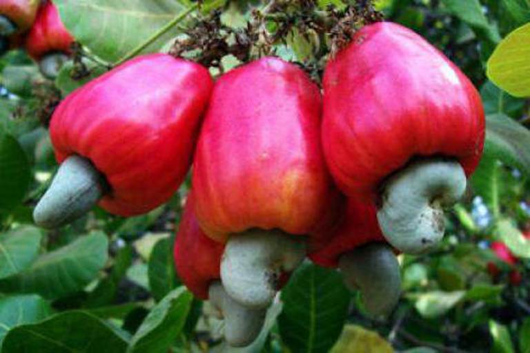 Ilustrasi. Mengkonsumsi buah jambu mete berlebihan dapat meningkatkan risiko pembentukan batu ginjal.