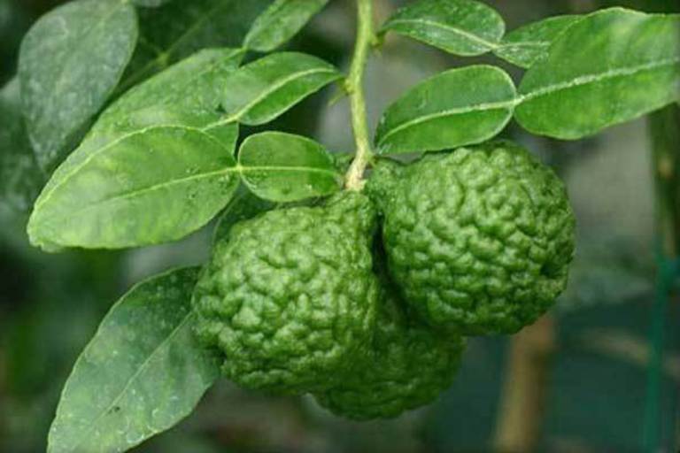 Ilustrasi. Jeruk purut juga ampuh cara menghilangkan bau badan.