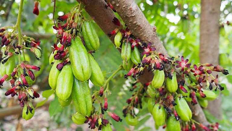 Buah belimbing wuluh sering digunakan sebagai bumbu masakan atau bahan pengobatan tradisional.