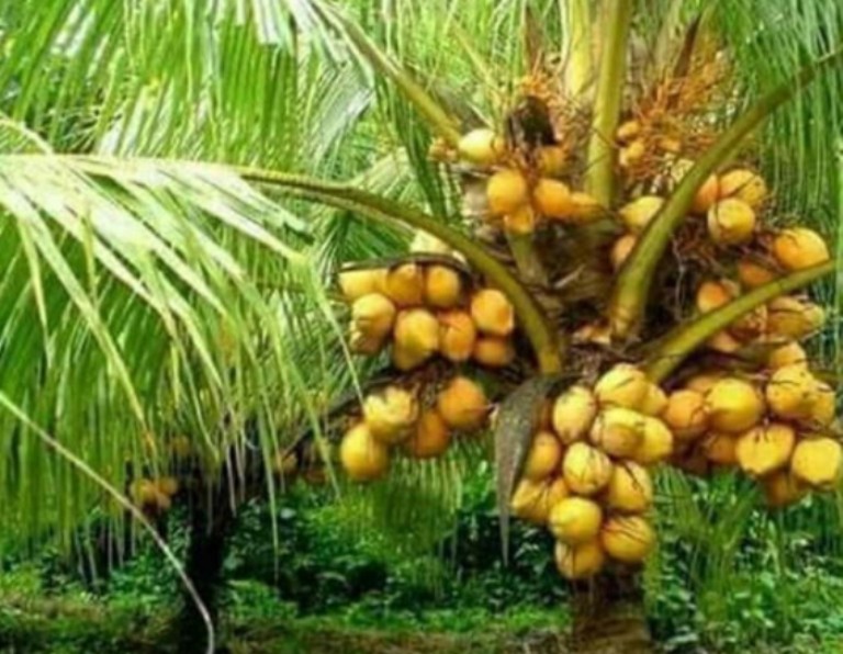 Ilustrasi. Kelapa kuning atau kelapa gading memiliki beragam khasiat bagi kesehatan tubuh.