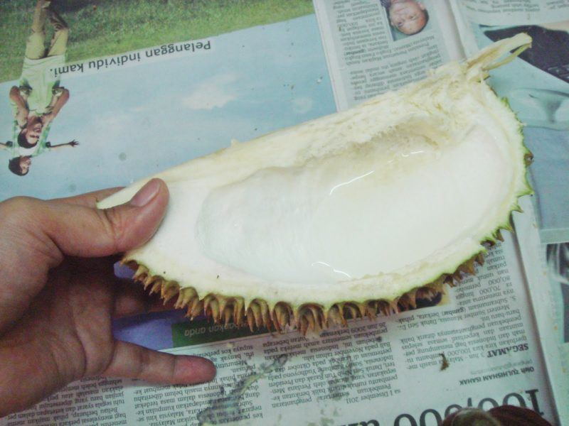 Ilustrasi. Cakang durian sering digunakan sebagai wadah minum agar bisa hilangkan bau durian yang menyengat.