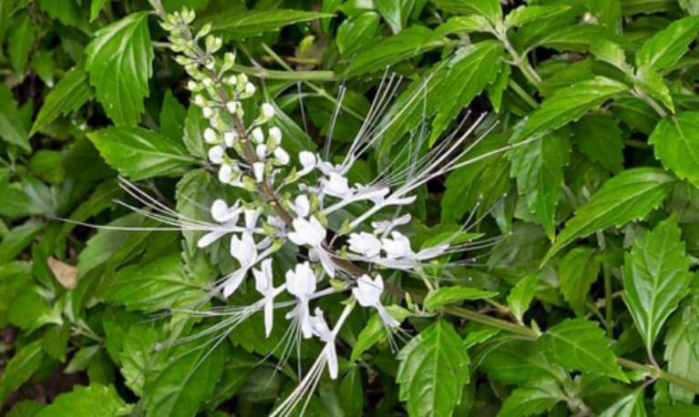 Ilustrasi. Daun kumis kucing memiliki banyak khasiat bagi kesehatan, terutama mengatasi saluran kencing.