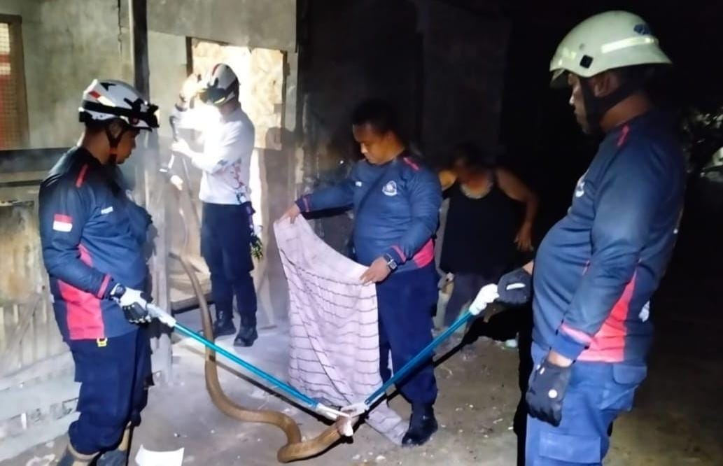 Petugas Damkar menangkap ular King Kobra yang bersembunyi di bawah lemari rumah warga di Tanjunguban, Kecamatan Bintan Utara pada Kamis (26/12/2024) malam.