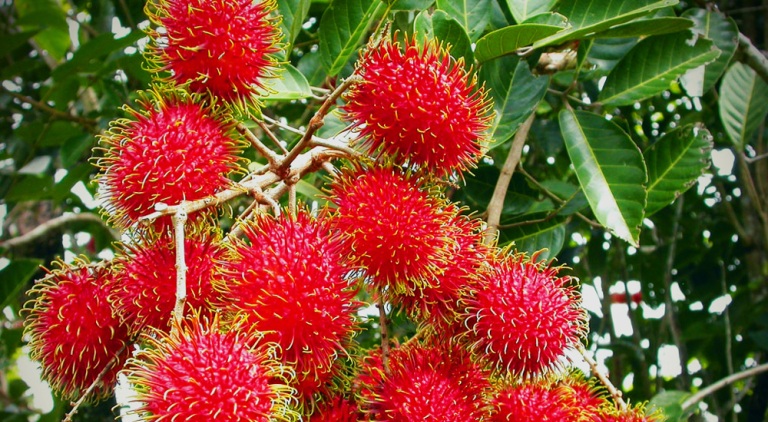 Buah rambutan yang kaya gizi, dan vitamin C ini, ternyata menyimpan efek buruk bagi kesehatan jika dikonsumsi secara berlebihan.