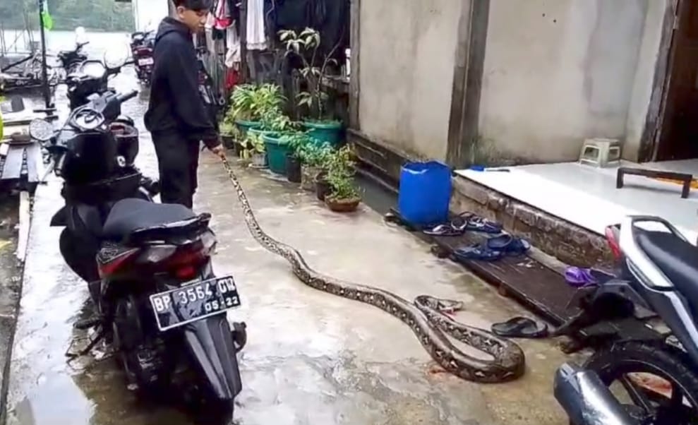Warga menangkap ular piton empat meter yang hendak masuk ke rumah warga saat banjir rob, Minggu (12/1).