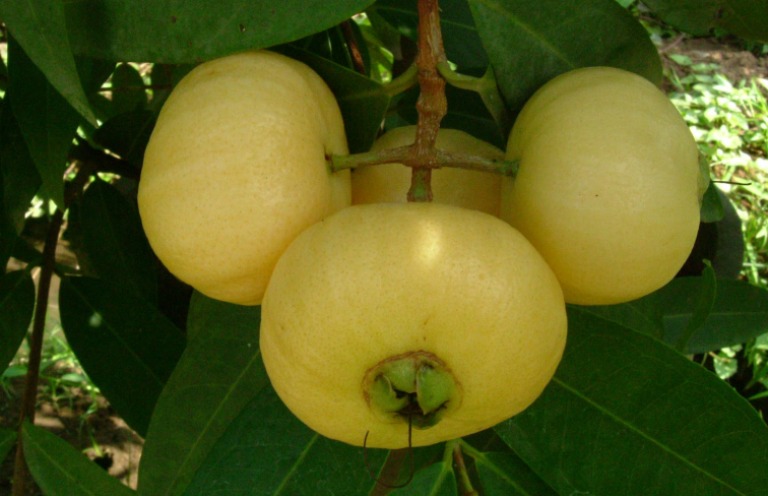 Ilustrasi. Jambu mawar tidak hanya menebarkan aroma khas dan menyegarkan, tetapi juga menyimpan segudang manfaat untuk kesehatan.