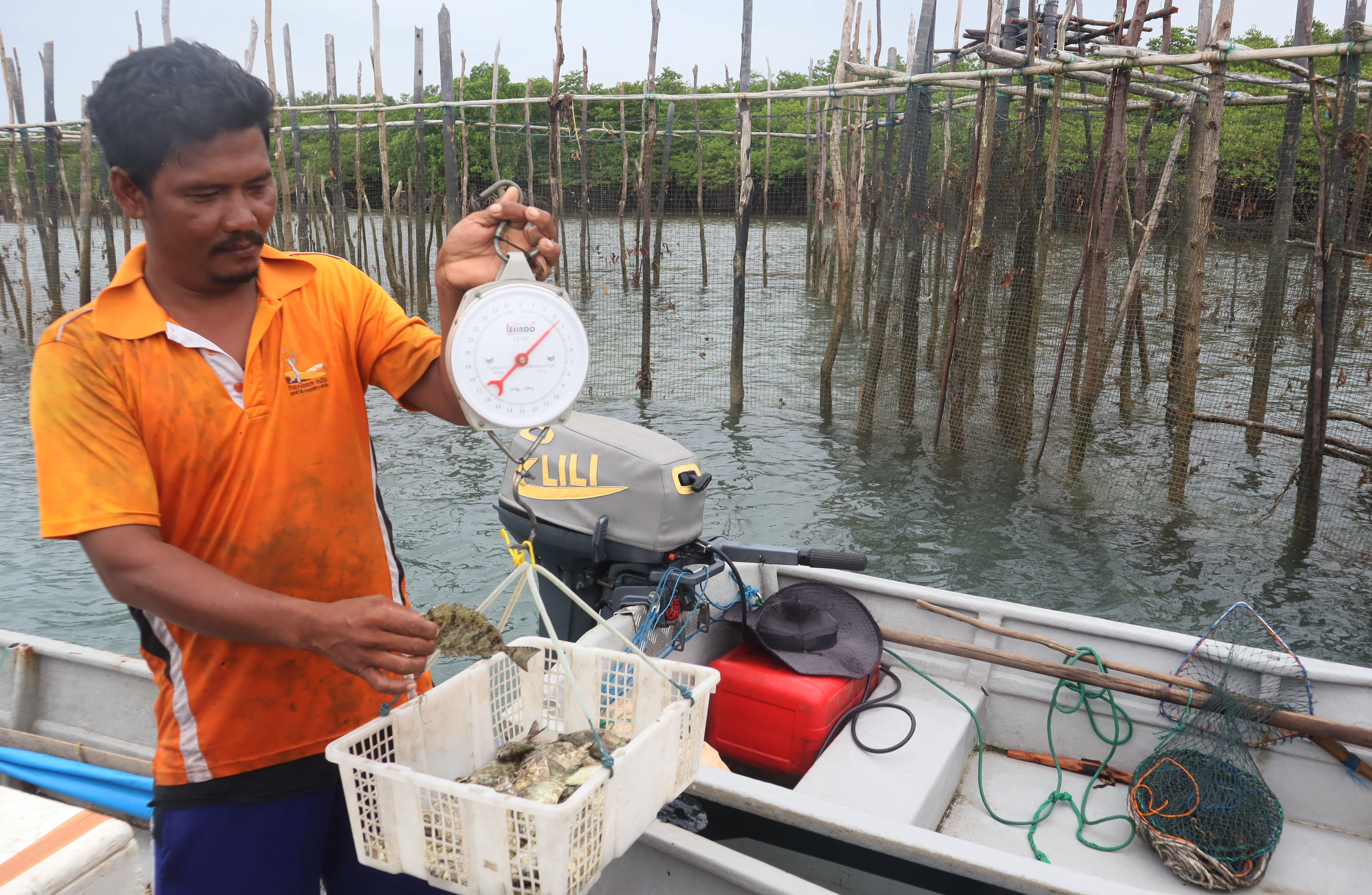 Seorang pengepul menimbang ikan dingkis tangkapan nelayan di Pulau Si Ali , Senin (27/1). Para nelayan banyak yang berburu ikan dingkis karena menjelang imlek  harga ikan tersebut cukup  mahal.