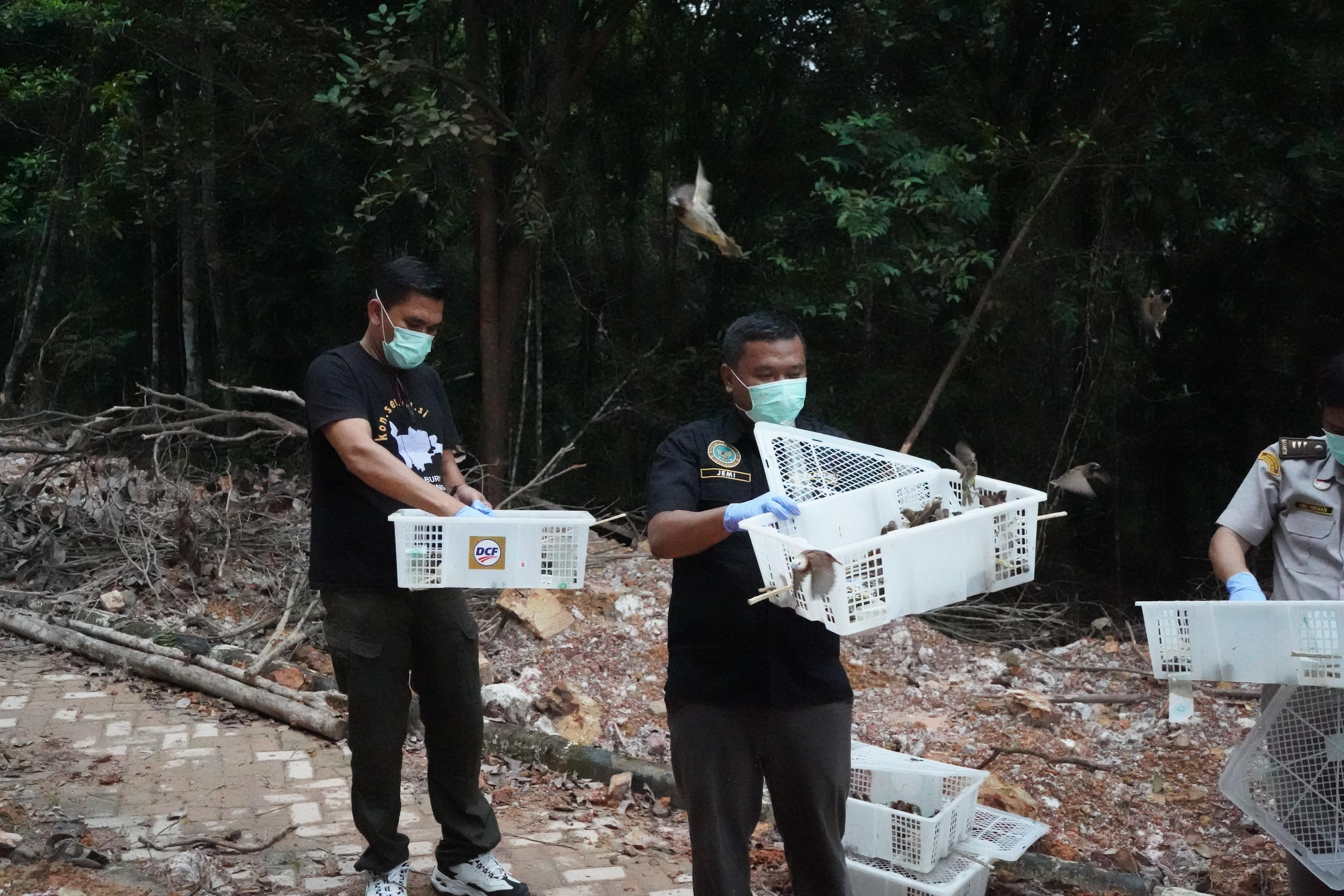 Prosesi pelepasan ribuan burung pipit tanpa dokumen yang sah.