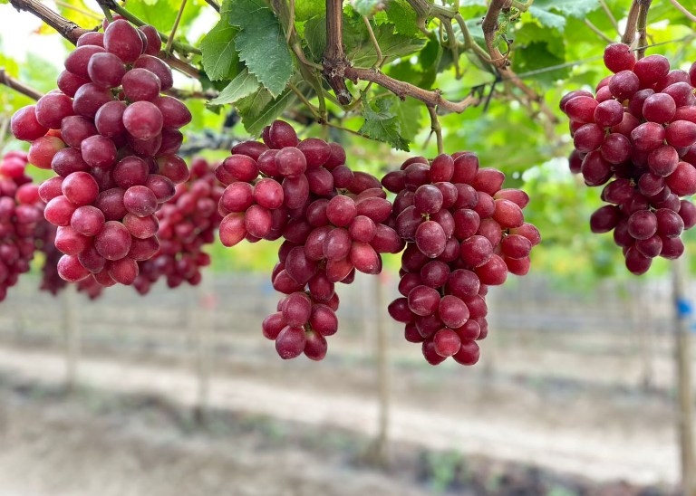Buah anggur tidak sekadar manis jika dimakan, tetapi juga berkhasiat untuk kesehatan.