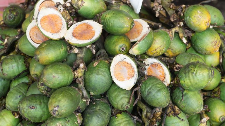 Buah pinang dipercaya mampu meningkatkan vitalitas pria