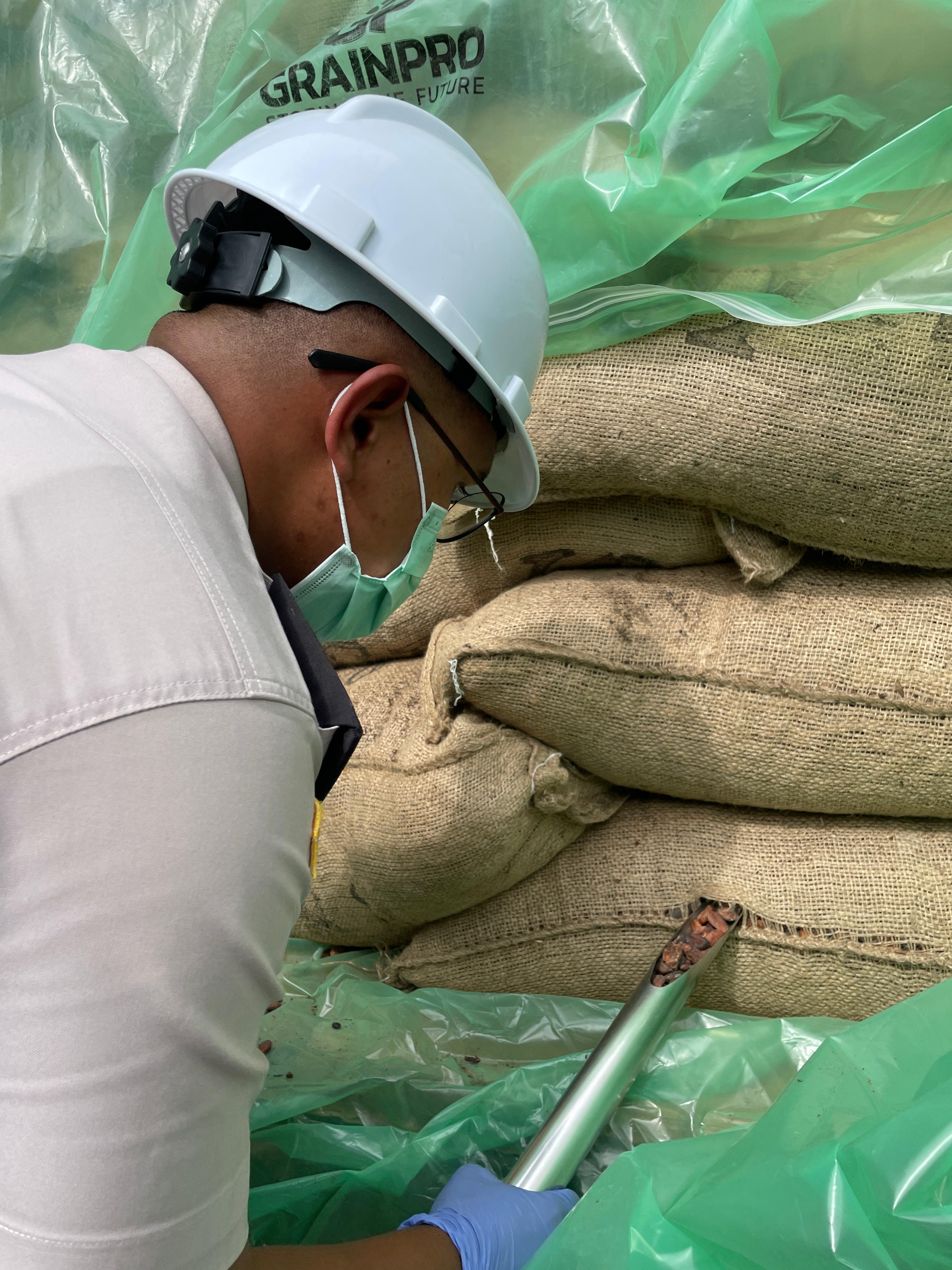 Petugas karantina Kepri, Miftachurohman mengambil sampel biji kakao untuk diperiksa di Pelabuhan Batuampar, Senin (11/3/2025) lalu. F Karantina Kepri untuk Batam Pos