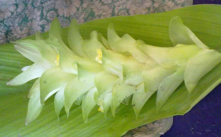 Ilustrasi. Bunga kunyit, tidak sekadar indah namun juga memiliki khasiat kesehatan yang luar biasa.