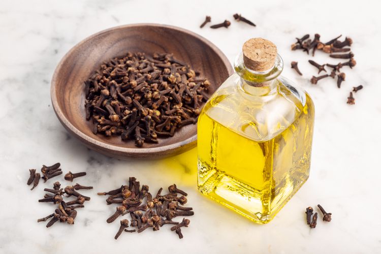 ILUSTRASI minyak cengkeh atau clove oil.
