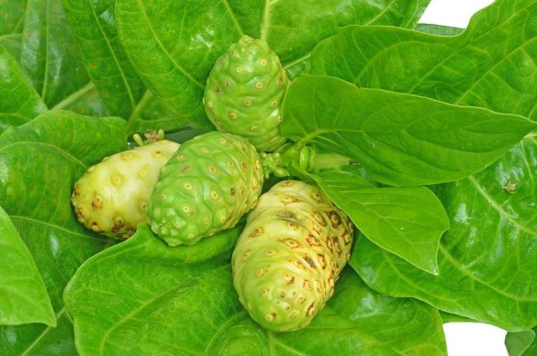 Daun mengkudu dengan kandungan flavonoid dipercaya mampu memperlancar peredaran darah.