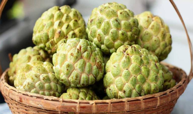 Buah nona atau srikaya yang mulai terlupakan, memiliki manfaat bagi kesehatan maupun kecantikan.