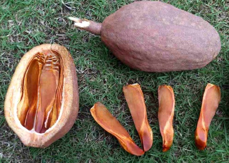 ILUSTRASI. Biji mahoni memiliki kandungan flavonoid dapat membantu menurunkan tekanan darah.