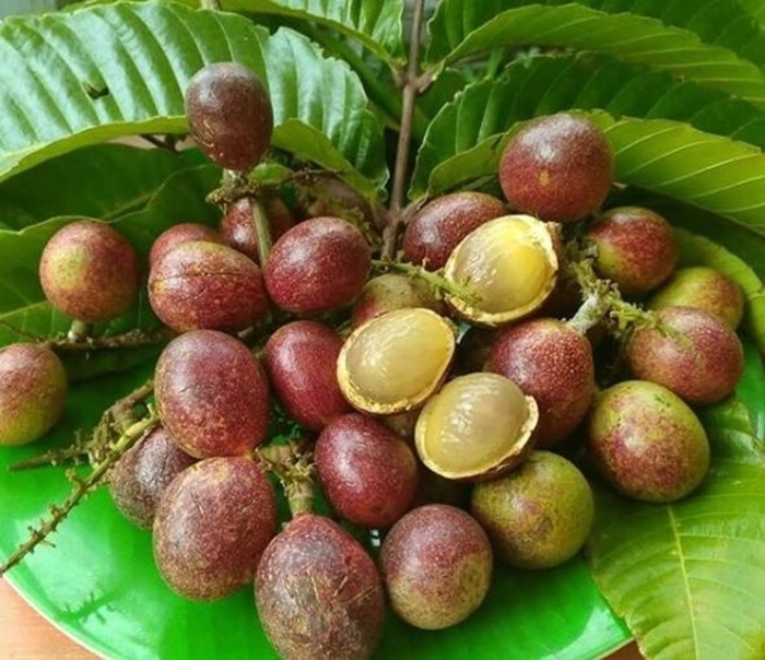 Buah matoa yang memiliki rasa unik perpaduan leci dan durian, cocok untuk cemilan sehari-hari.