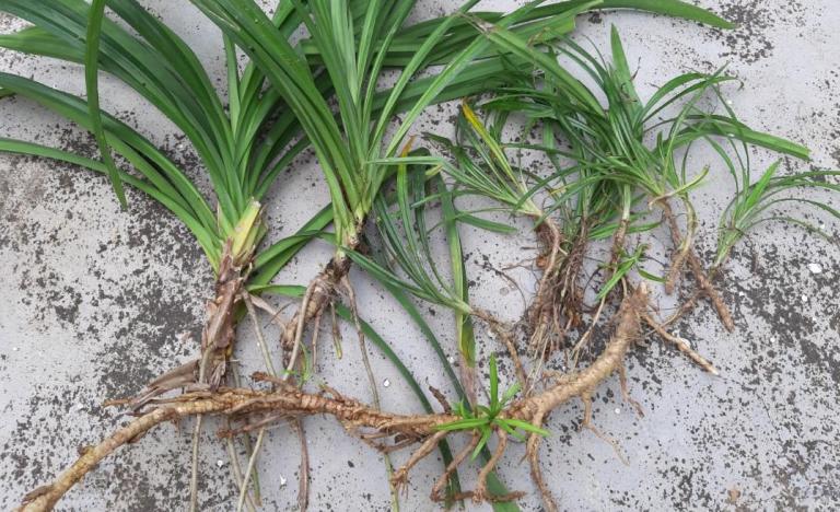 ILUSTRASI. Akar daun pandan yang juga dimanfaatkan sebagai bahan obat herbal alami.