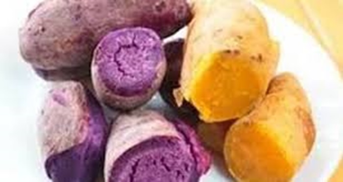 ILUSTRASI. Ubi ungu dan ubi kuning, beda warna tapi keduanya memiliki manfaat bagi kesehatan.